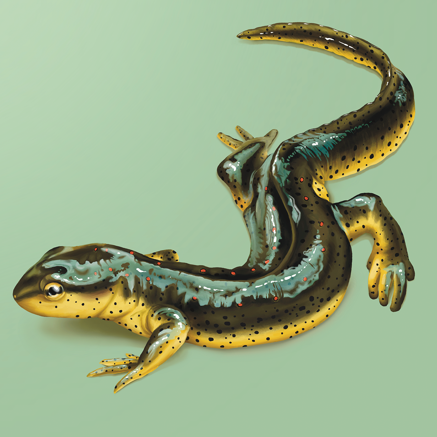 illustration of a newt