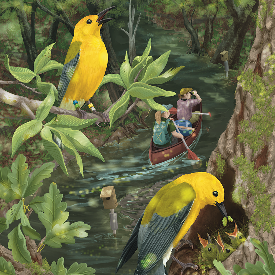 illustration of two yellow birds