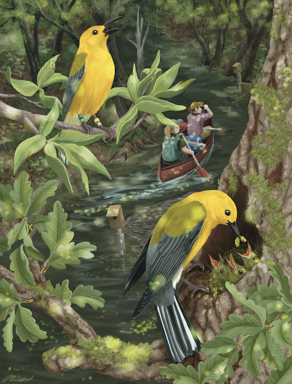 prothonotary warbler illustration