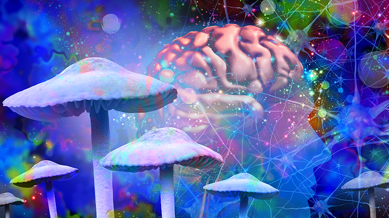 a collage of magic mushrooms and the human brain