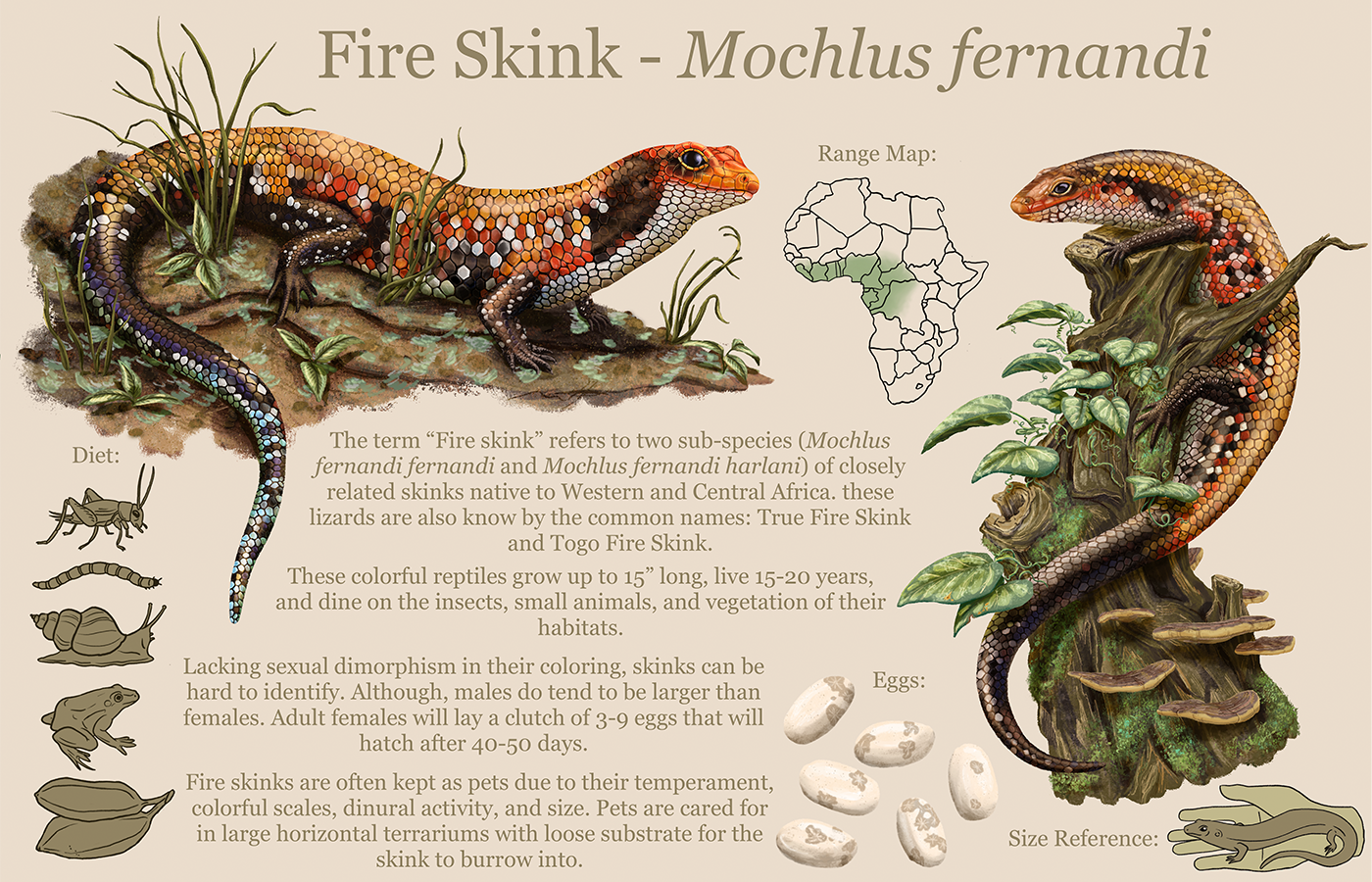 scientific illustration of a Fire Skink