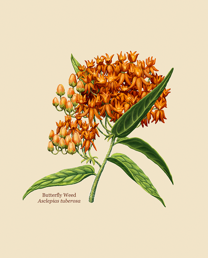 Butterfly weed