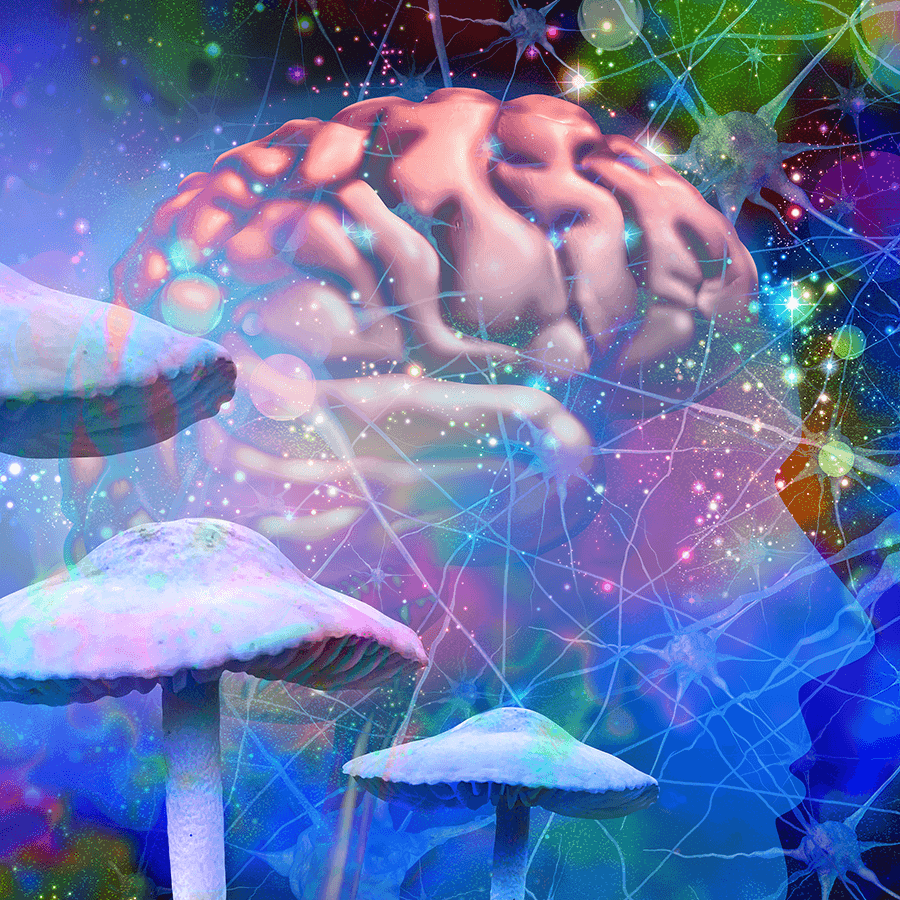 illustration of magic mushrooms and the human brain