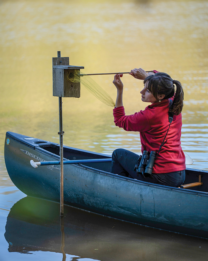 Daniella Asnicar (B.S.’24), an environmental studies graduate student, prepares to tag a warbler living in a nesting box along Kimages Creek at the Rice Rivers Center.