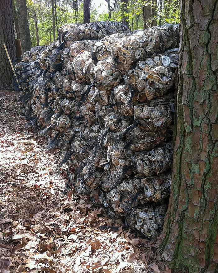 a pile of oyster shells