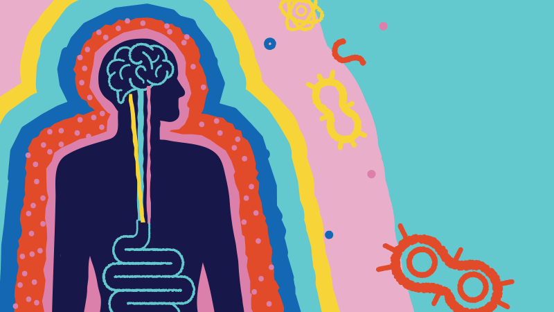 Illustration of the gut-brain axis